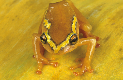 Yellow Masked Reed Frog
