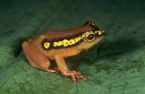 Yellow Masked Reed Frog