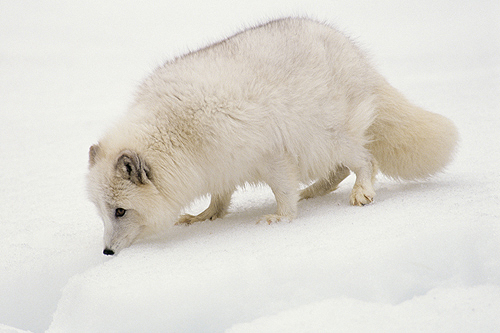 Arctic Fox, Montana