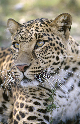 Asian Leopard