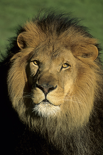 Male Barbary Lion