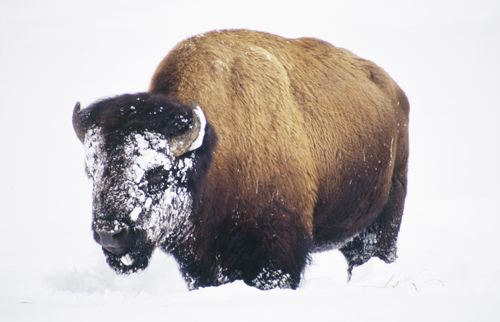 Bison's Face Covered in Snow, Yellowstone...