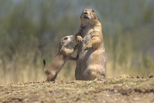 Black Tailed Prairie Dog Adult and Baby,...