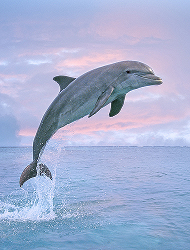 Bottlenose Dolphin Jumping, Pink Sky