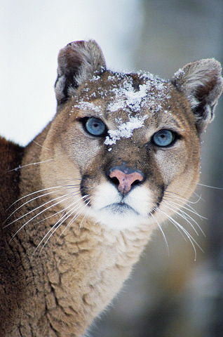 Cougar With Snow on Forehead