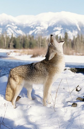 Coyote Howling, Winter, Montana