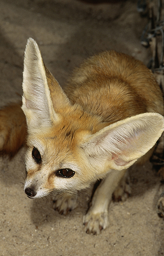Fennec Fox, Saharan Desert, N. Africa