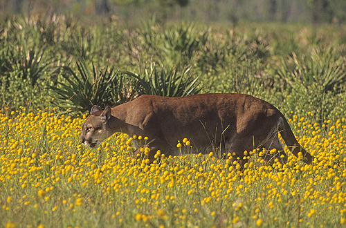 Florida Panther Walking Through a Field of...