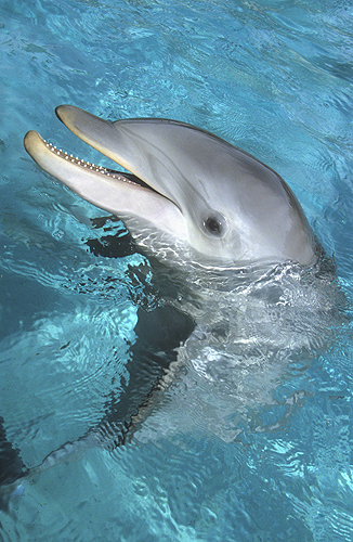 Bottlenose Dolphin, Florida