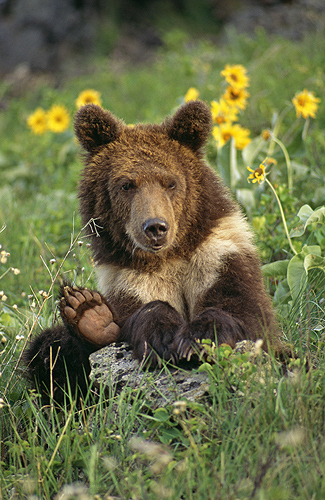 Grizzly Bear Cub, Sitting on a Hillside,...