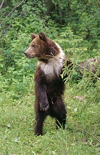 Grizzly Bear Standing, Montana