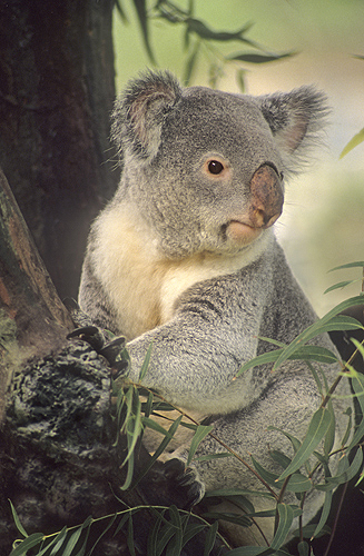 Koala in a Tree, Australia