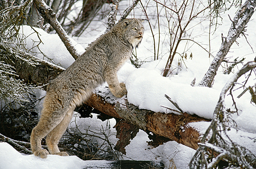 Canadian Lynx, Montana
