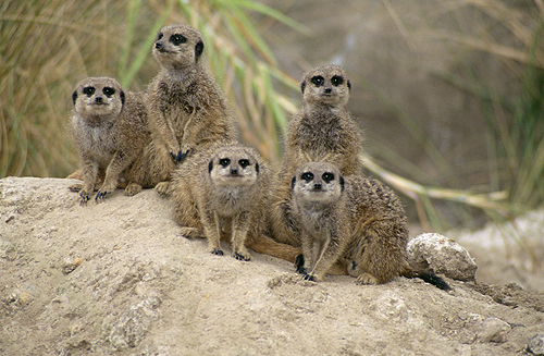 Meercats, Africa