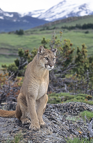Mountain Lion Sitting on a Rock, Montana