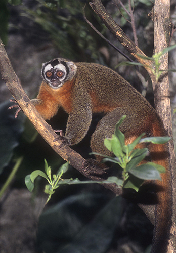 Owl Monkey, Tropical South America
