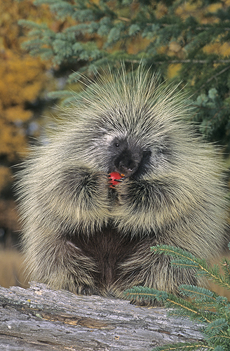 Porcupine Eating a Crabapple, Montana