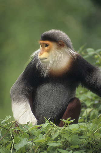 Rare Red-Shanked Douc Langur Monkey, Tropical...