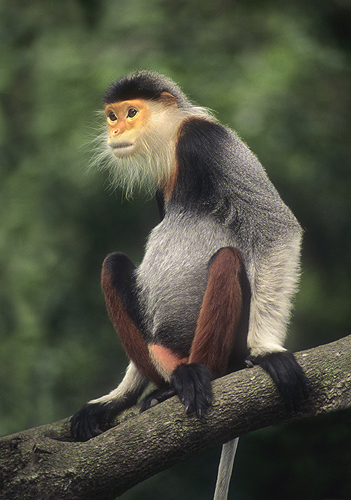 Rare Red-Shanked Douc Langer Monkey, Tropical...