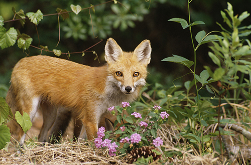 Red Fox, Florida