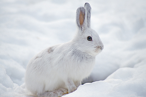 Snowshoe Hare, Montana
