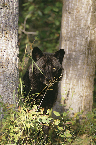 Wolf Peeking From Behind a Tree, Montana