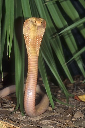 Albino Monocled Cobra, Naja naja kaouthia,...