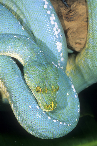Blue Phase of The Green Tree Python, New...