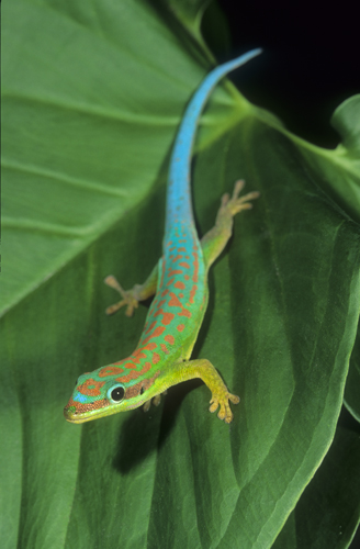 Blue Tailed Day Gecko, Madagascar
