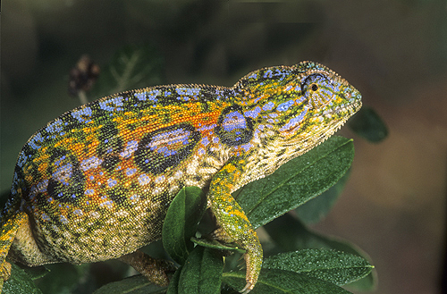 Carpet Chameleon, Madagascar