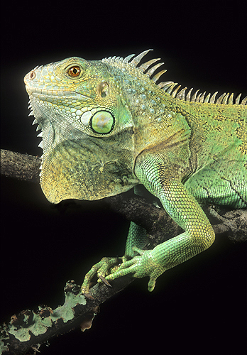 Green Iguana, Costa Rica