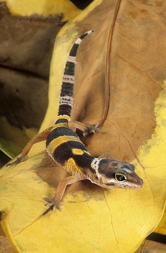 Immature Leopard Gecko, Madagascar