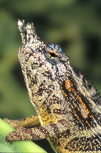 Male Minor Chameleon, Madagascar