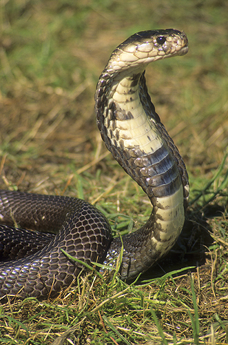 Monocled Cobra, Naja naja, India