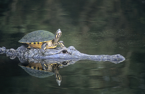 Painted Turtle Hitching a Ride on a Alligator,...