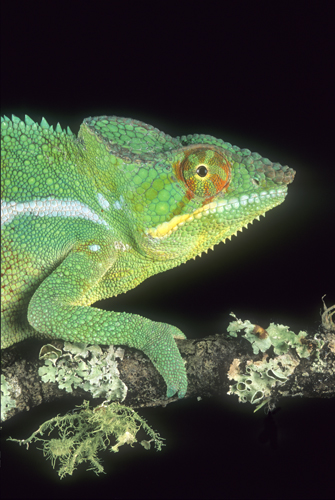 Panther Chameleon, Madagascar