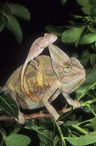 Veiled Chameleon Adult and Baby
