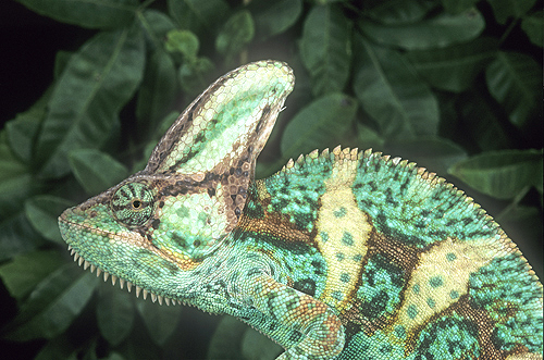 Male Veiled Chameleon, Chamaeleo calyptratus,...