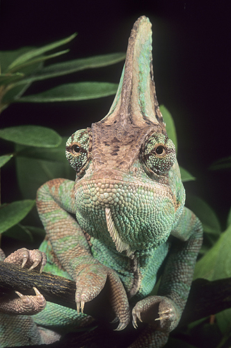 Veiled Chameleon Close-Up of Head Crest,...