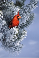 Cardinal on a Snow Covered Pine