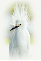 Snowy Egret Head Feathers Blowing in the Wind