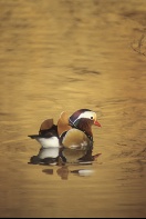 Mandrin Duck on a Golden Pond