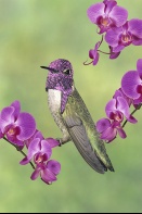 Costa's Hummingbird and Orchids