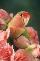 Peach Faced Love Bird