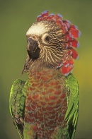 Hawk Headed Parrot Displaying Head Feathers, Venezuela