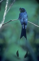 Greater Racket-Tailed Drongo, India