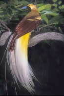 Male Lesser Bird Of Paradise, New Guinea