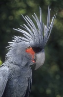 Palm Cockatoo, Displaying Crest Feathers