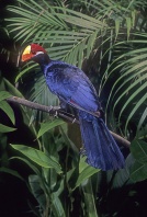 Violet Turaco, Africa