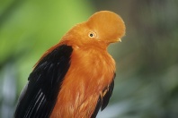 Male Andean Cock-Of-The-Rock, Peru